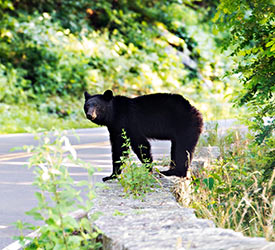 Bear on Rock Wall - Shenandoah National Park