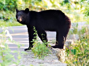 Skyline Drive Lodging In Shenandoah National Park