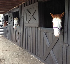 Horseback Riding | Activities | Shenandoah National Park