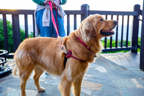 A Shenandoah National Park visitor and their dog